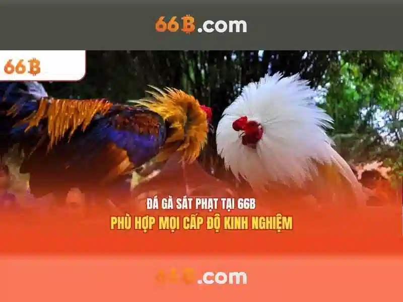66b: một ký hiệu của sự đổi mới