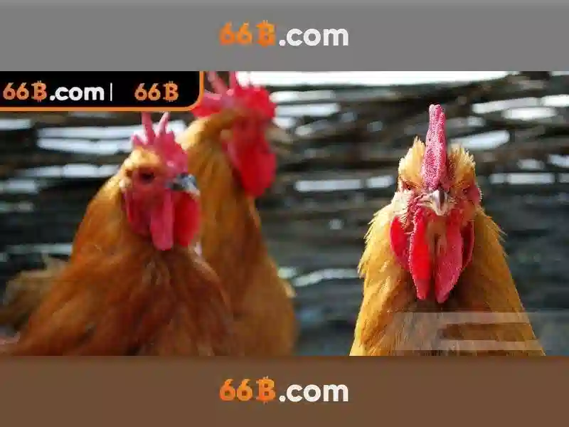 Ứng dụng của 66B