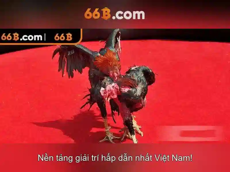 Giới thiệu về kích thước 66B