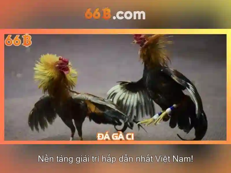 Đặc điểm nổi bật của 66b